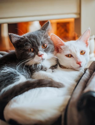 gray and white cat cuddling