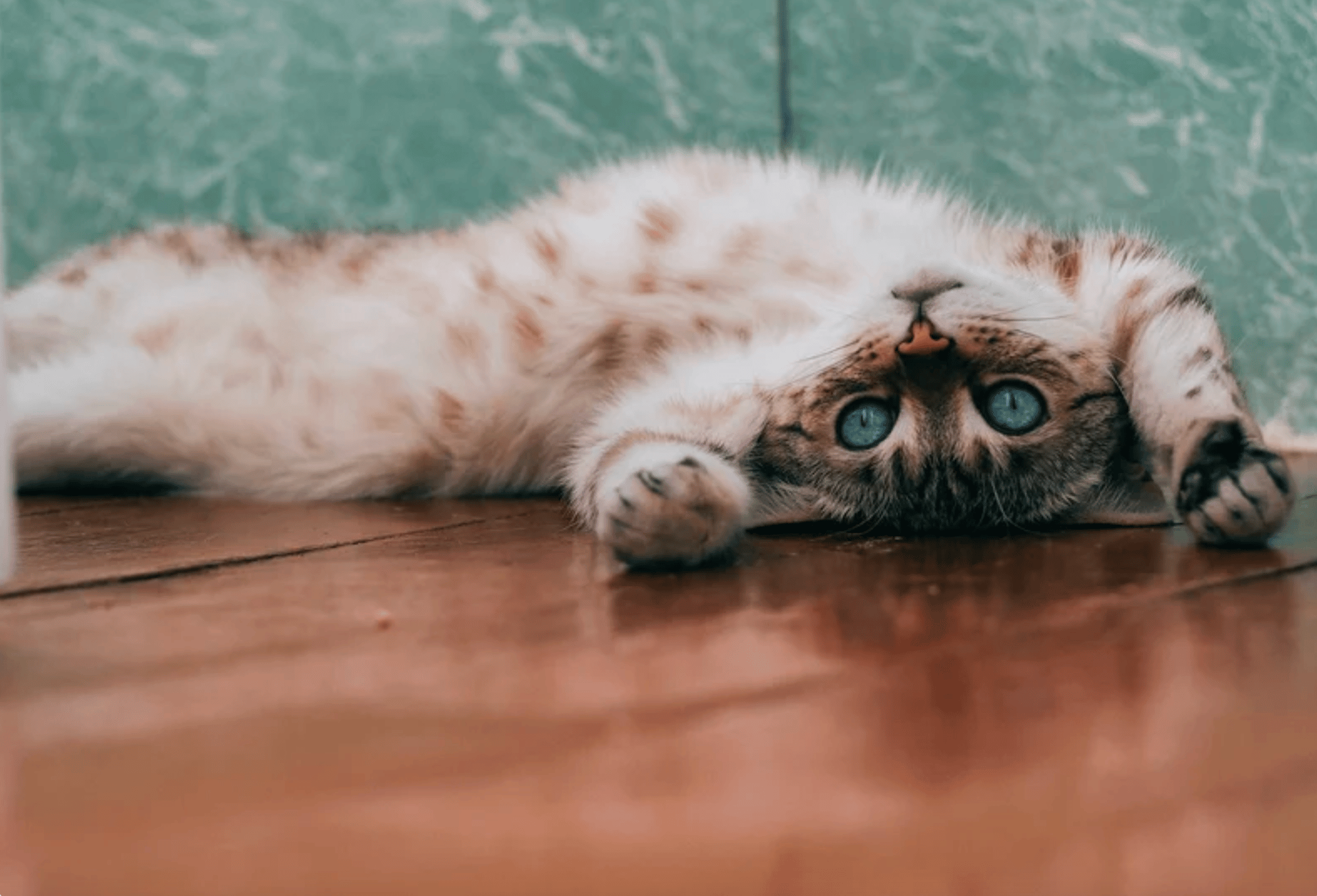 Lazy cat rolled belly side up