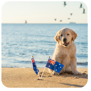 Golden retriever puppy sitting on Australian beach with Australian flags