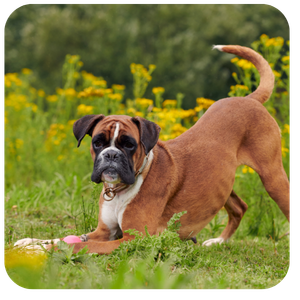 Boxer dog in a playful position in a field of flowers