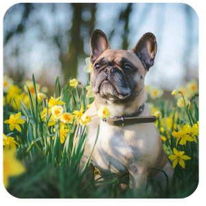 Tan French Bulldog sitting in a garden of yellow daffodils