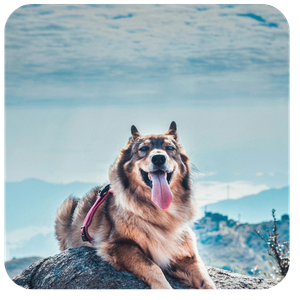 Brown longhaired dog laying on a dirt mound on a hike in the mountains
