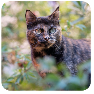 Calico cat in a field of flowers