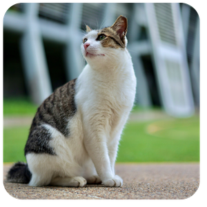 Grey and white tabby cat sitting outside