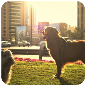 Golden retriever and fluffy dog in a grassy area in the UAE