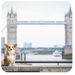 Dog sitting by famous bridge in the UK.