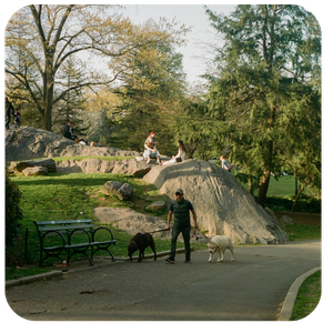 Dogs and owners in central park, new york