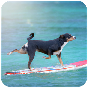 Dog surfing in Hawaii