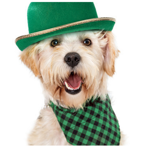Picture of dog wearing a green hat and checkered scarf